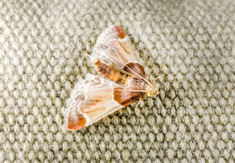 Do Moths Ever Bite? What You Need to Know