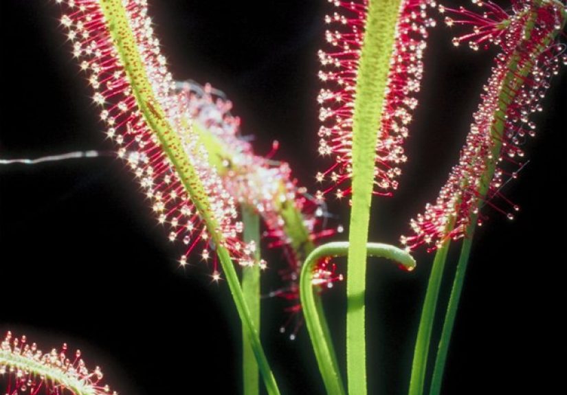 Examples of Insectivorous Plants