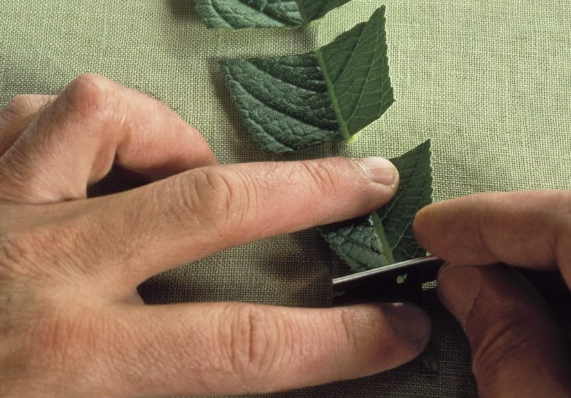 How To Get More Plants at No Cost by Propagating