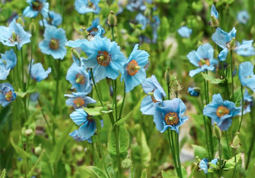 How to Grow and Care for Blue Poppy