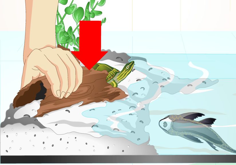How to Put a Sucker Fish in a Tank With a Turtle: 14 Steps
