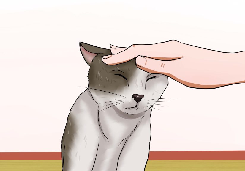 How to Traffic Train Your Cat
