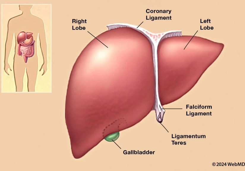 Liver Failure: Causes, Symptoms, Treatments, Tests & More