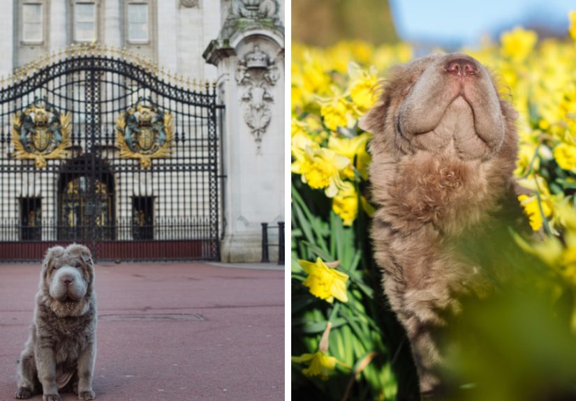 Londoner Bear Cub Looking For Adventures