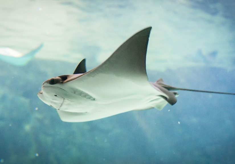 Stingray Sting: Bites, First Aid, Symptoms, and Treatment