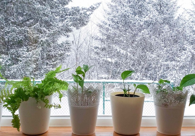 Stop Doing These 6 Things This Winter If You Want Your Houseplants to Survive