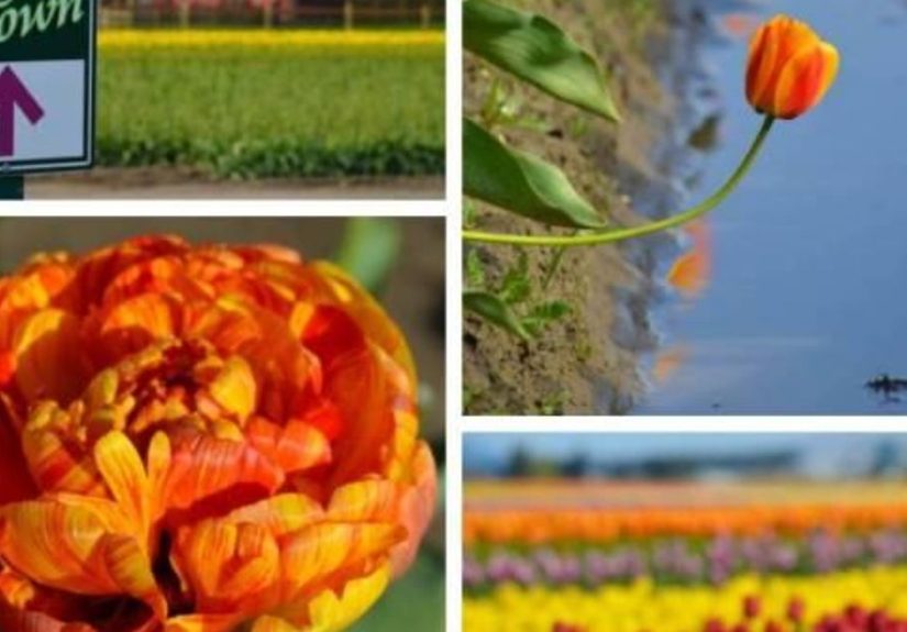 The Skagit Valley Tulip Festival: Tulip Town, Follow the Rainbow