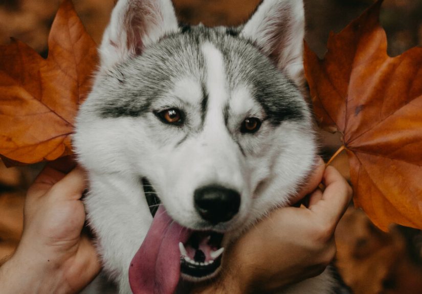 We Did An Autumn Inspired Photoshoot With Our Husky And This Is How The Photos Turned Out