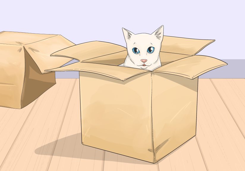 Why Do Cats Love Boxes? Unpacking A Funny Feline Obsession